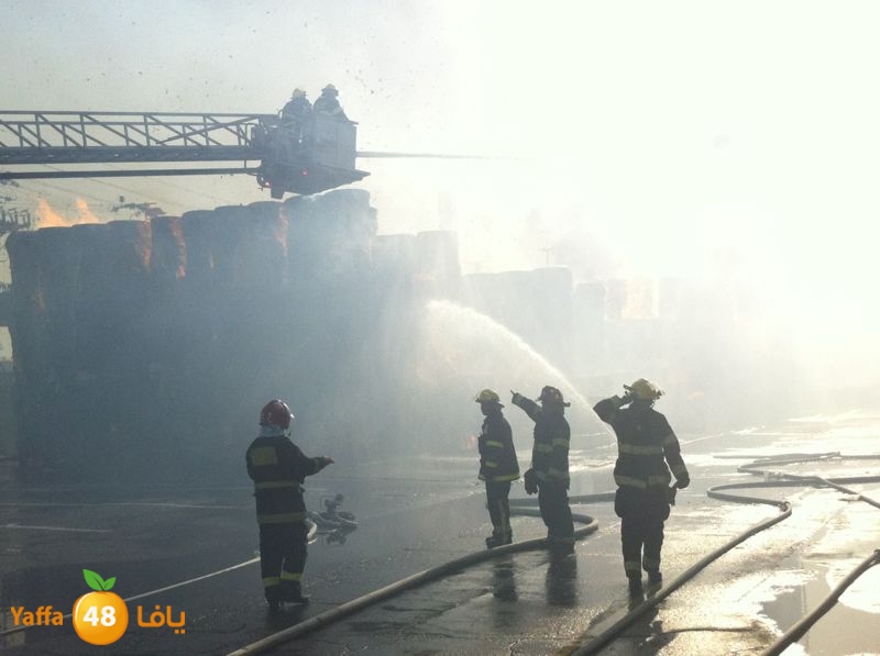 fireludkartoonmasna34 (65).JPG